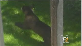 Residents Spot Bear In The South Hills