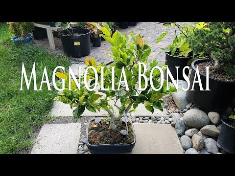 Nursery Stock to Bonsai - Magnolia Ann
