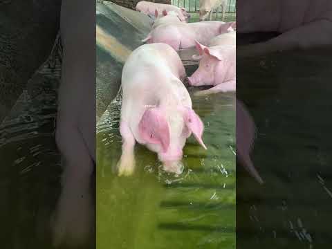 Quand cochons et poissons travaillent ensemble