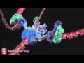 Mechanism Of DNA Replication Basic