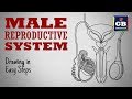 How to draw male reproductive system in easy steps| cbse #12th Biology | NCERT class 12 | science
