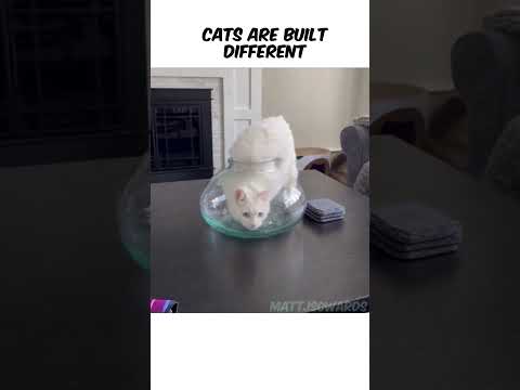 Cats are built different #funny #fyp #cat #cats #animals #fypシ #foryou