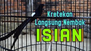 Download lagu KRETEKAN MURAI BATU PASTOL MENAIKAN EMOSI MUNTAH ISIAN AUTO NGAMUK mp3 Download lagu KRETEKAN MURAI BATU PASTOL MENAIKAN EMOSI MUNTAH ISIAN AUTO NGAMUK mp3