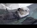 Detroit Zoo Saving Wildlife Sea Otters
