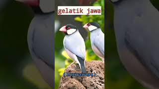 Download lagu info burung : jenis-jenis burung emprit di dunia part.3 mp3 Download lagu info burung : jenis-jenis burung emprit di dunia part.3 mp3