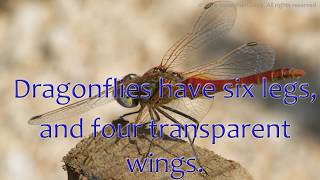 Dragonfly | Learn English | Photo Explorer