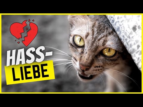 7 Dinge, die Katzen lieben und hassen zur gleichen Zeit...