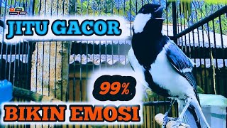 Download lagu Gelatik BATU GACOR DI PUTAR SEKALI DI JAMINAN GACOR mp3 Download lagu Gelatik BATU GACOR DI PUTAR SEKALI DI JAMINAN GACOR mp3