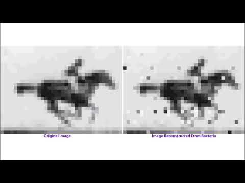 北極の深部: 研究者が未知の細菌を発見