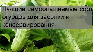 Огурцы Престиж Описание Сорта Фото Огурцы Престиж Описание Сорта Фото