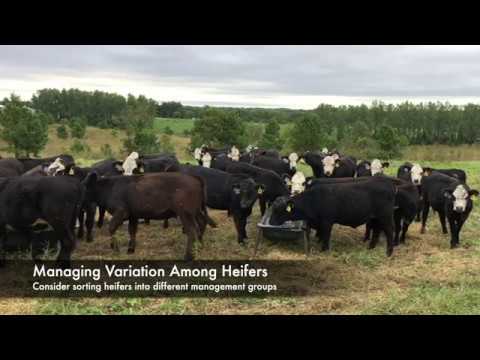 Target Weights for Heifer Development - Mizzou Repro
