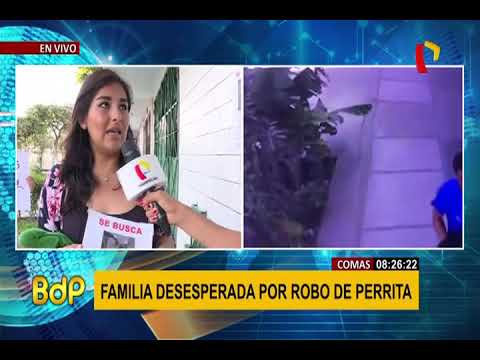 Denuncian mafia dedicada al robo de mascotas en Comas