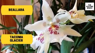 Beallara  "Tacoma Glacier"  | Aliceara | Oncidium/Odontoglossum hybrid | The Cadillac of Orchids :)
