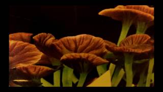 Corner Suns - Borrowed Time (Official Music Video)