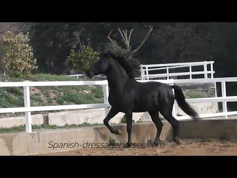 TOP TOP TOP Beautyful black andalusian stallion