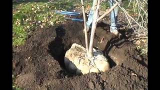 How to plant a balled and burlapped tree