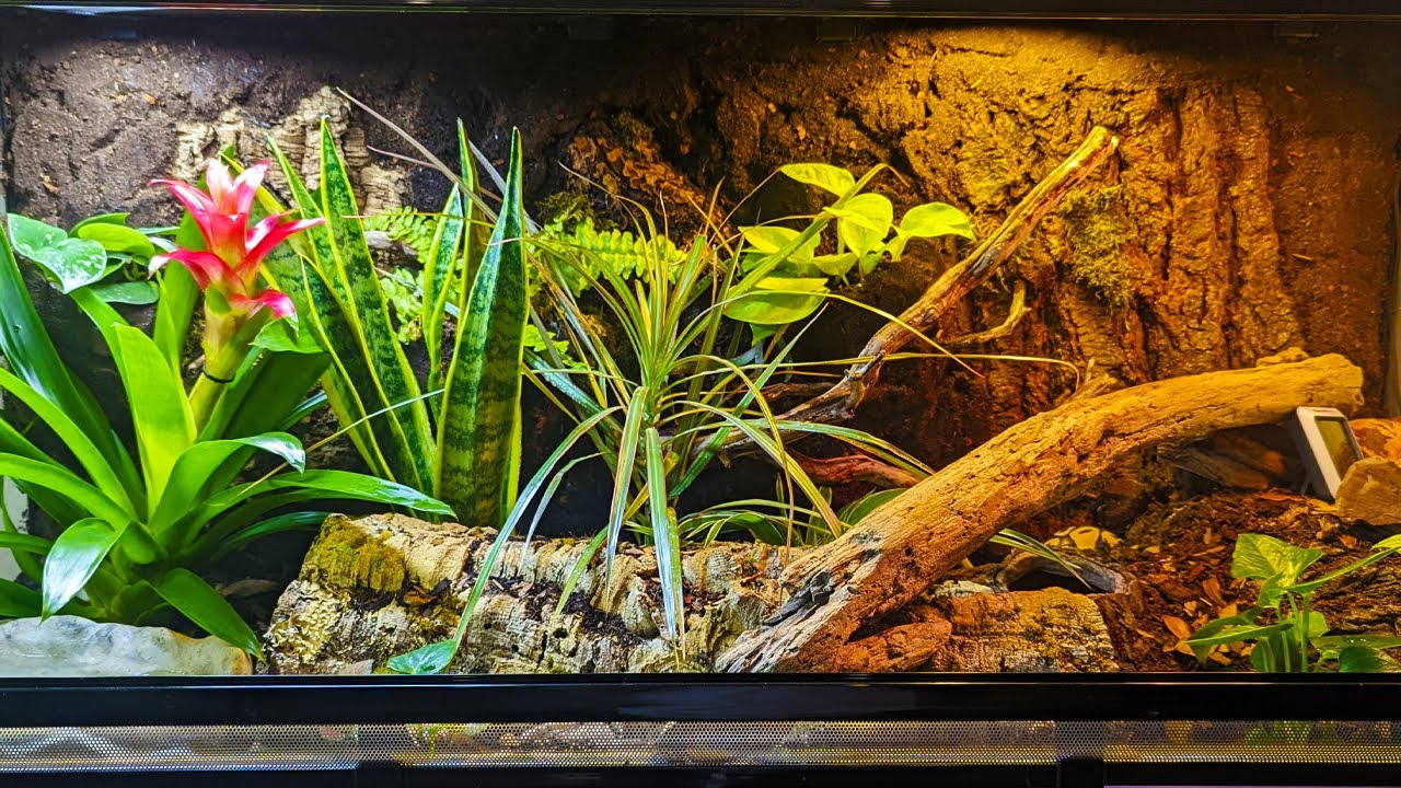 Naturalistic Bio-Active Enclosure For A Ball Python