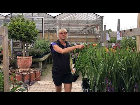 Trädgårdsmästare Maria - Perenner i augusti