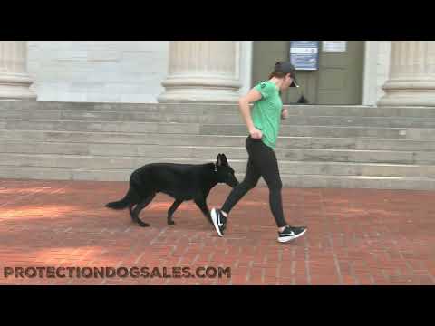 Complete Focus Off Site Obedience With "Darryl" At The Capital 