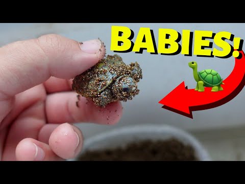 BABY TURTLE'S First 3 Days of Life!