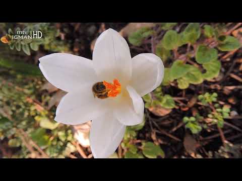 LJEKOVITI KAĆUN ILI ŠAFRAN LIJEČI I POMAŽE KOD MNOGIH BOLESTI ....