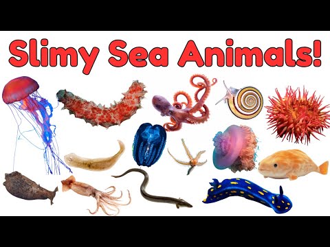 Slimy Sea Creatures for Kids | Sea Animals Vocabulary for Kids | Ocean Animals Vocabulary for Kids