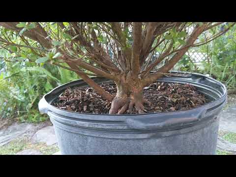 Bonsai hunting at local nurseries
