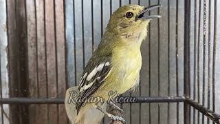 Download lagu Sirtu Gacor fighter Memancing Sirtu Jadi Cepat Emosi mp3 Download lagu Sirtu Gacor fighter Memancing Sirtu Jadi Cepat Emosi mp3