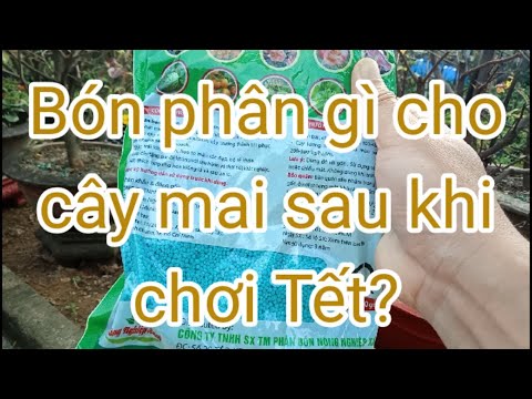 Bón phân gì cho cây mai sau Tết 2023?