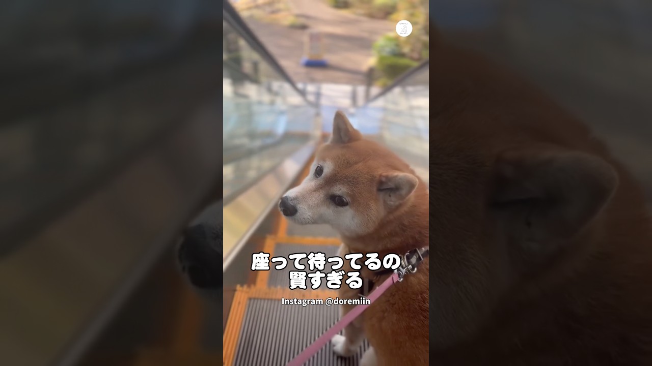 エスカレーターで座って待つ柴犬、賢すぎる‼️  #柴犬　#犬　#かわいい犬　#犬のいる暮らし #癒し