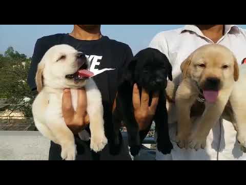 Lovely labrador puppies