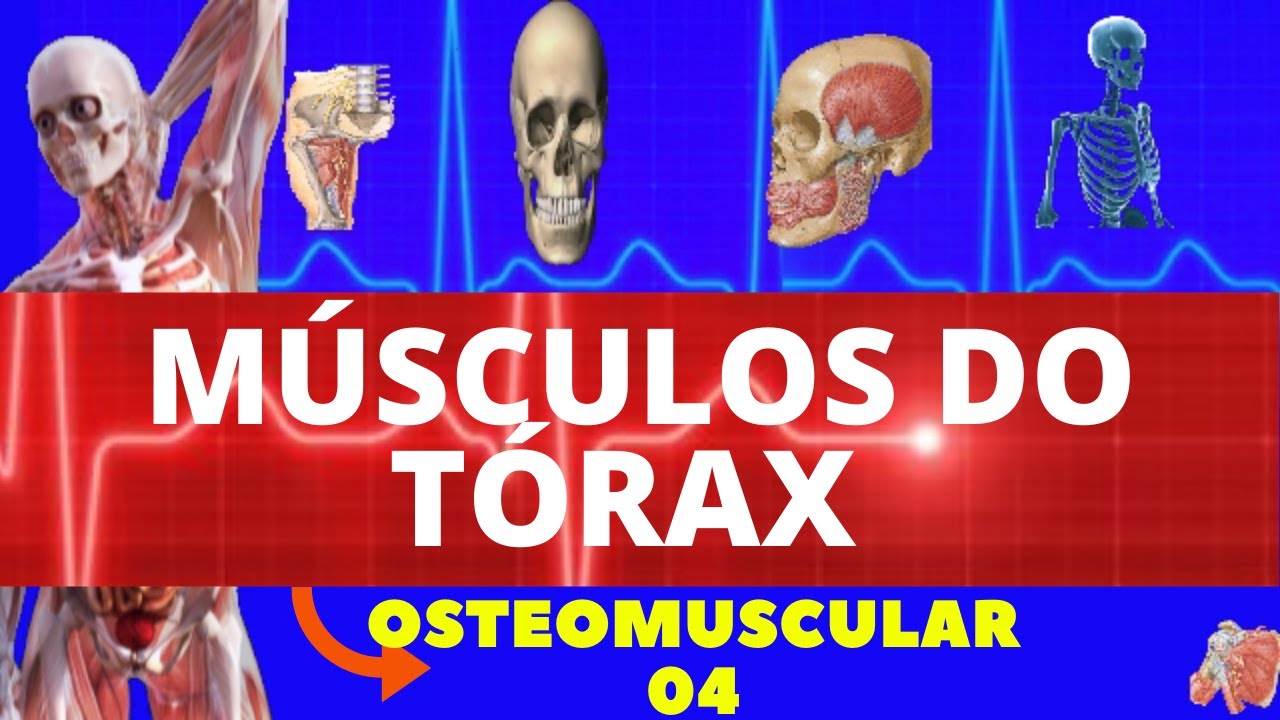 MÚSCULOS DO TÓRAX - ORIGEM INSERÇÃO AÇÃO - OSTEOMUSCULAR 4