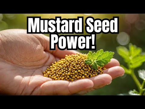 Unlock the Power of Mustard Seeds: Transform Your Health Forever!