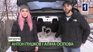 Схопити за живе. Місія: врятувати лебедів