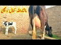 Top Class Friesian sath wachi | Best milking Cow For Sale in Pakistan | 0300,8754743