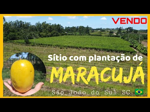 Sítio Produtivo com Plantação de Maracujá – 4 Hectares em São João do Sul  