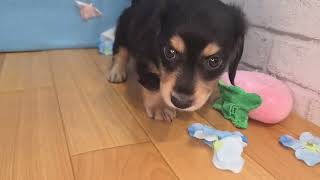 ミニチュアダックスの動画01