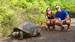 Giant Land Tortoises! They barely noticed us | Galapagos Cruise Day 3 - YouTube