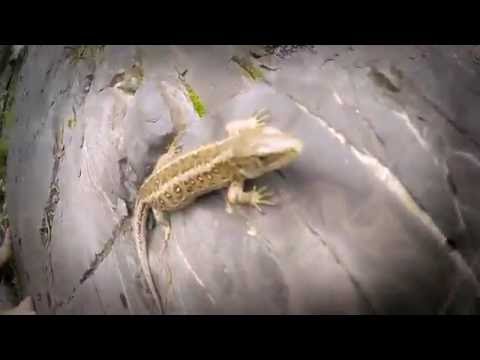 Tim Bolęcina - Trip Bolęcina [OFFICIAL VIDEO]