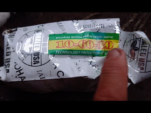 Chăm sóc mai vàng /phun thuốc kích nụ cho cây mai 15/7 âl