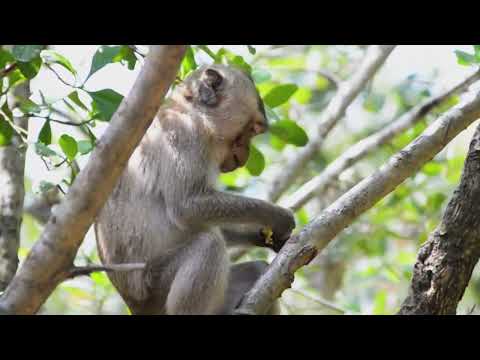 4K HDR Monkey Business   Life of Monkeys   Animal Documentary   Fun & Relaxing Music Video   No Talk