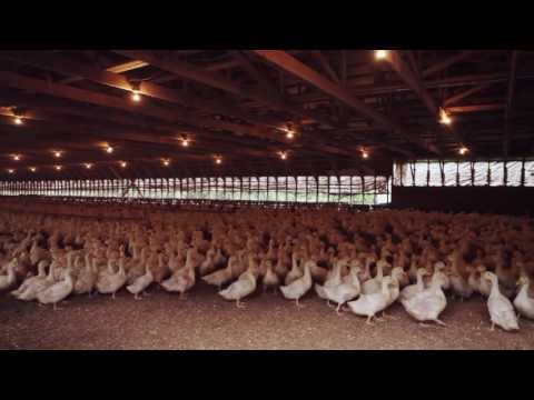 Premium BC Poultry   Windberry Farms & Fraser Valley Specialty Poultry HD