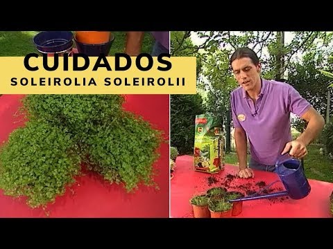 , title : 'Cuidados de la soleirolia soleirolii - Bricomanía - Jardinatis'