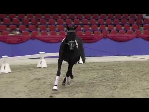 H v Self made x Fuerst Heinrich