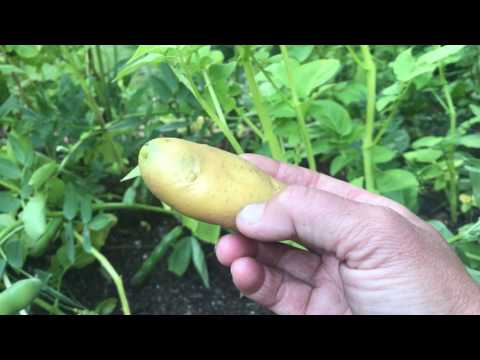 Egen sättpotatis -så här gör du! 3 saker att lägga på minnet om du vill odla ditt eget utsäde