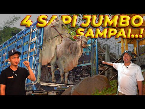 PENURUNAN KLOTER KE-2 SAPI QURBAN IRFAN HAKIM..!
