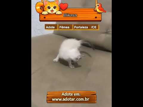 Vídeo de Mikasa