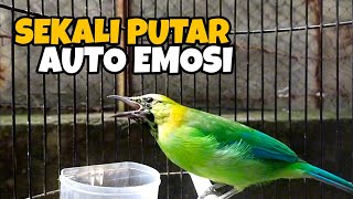 Download lagu CUCAK RANTING GACORAN!? MASTERAN CUCAK RANTE TROTOLAN JANTAN AMPUH mp3 Download lagu CUCAK RANTING GACORAN!? MASTERAN CUCAK RANTE TROTOLAN JANTAN AMPUH mp3