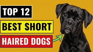 12 Best Short Haired Dog Breeds For First Time Owners