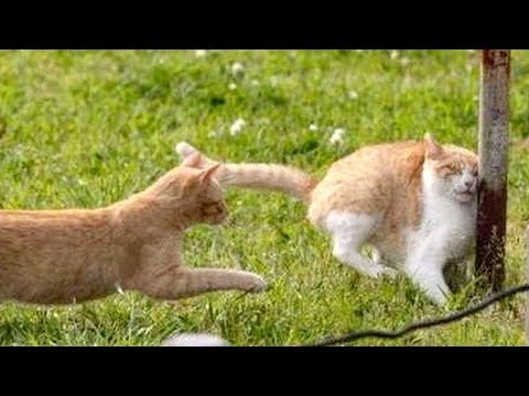 You NEED TO SEE A DOCTOR if you WON'T LAUGH - Best FUNNY ANIMAL compilation